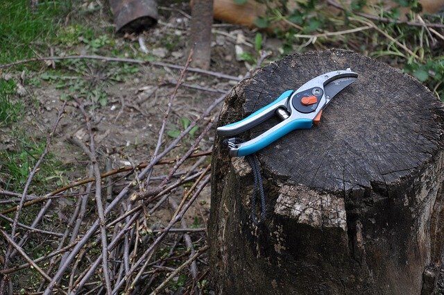 pruning-2285113_640